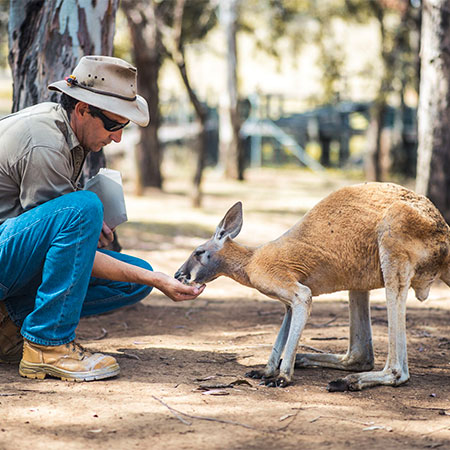 Human feeding small kangaroo or wallaby