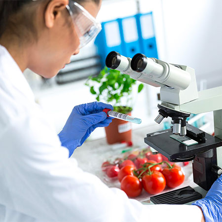 Human holding test tube near microscope with tomatoes in background